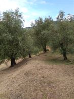 Taglio erba