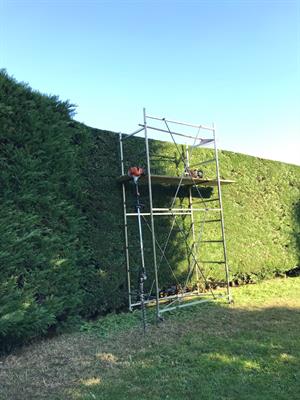 Manutenzione giardini prati orti - Foto 2
