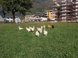 Uova fresche biologiche direttamente
