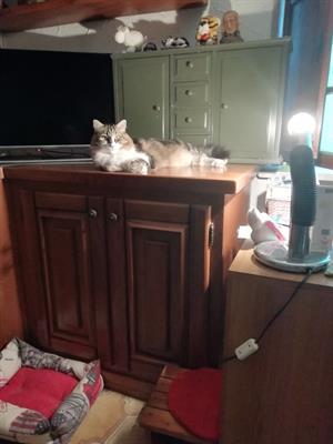 Cat dogsitter