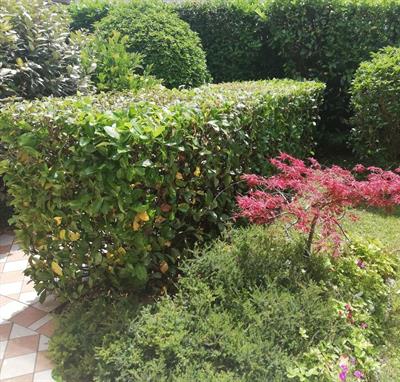 Imbianchino giardiniere idraulico piastrelle pulizie - Foto 2