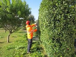 Eseguo lavori di giardinaggio